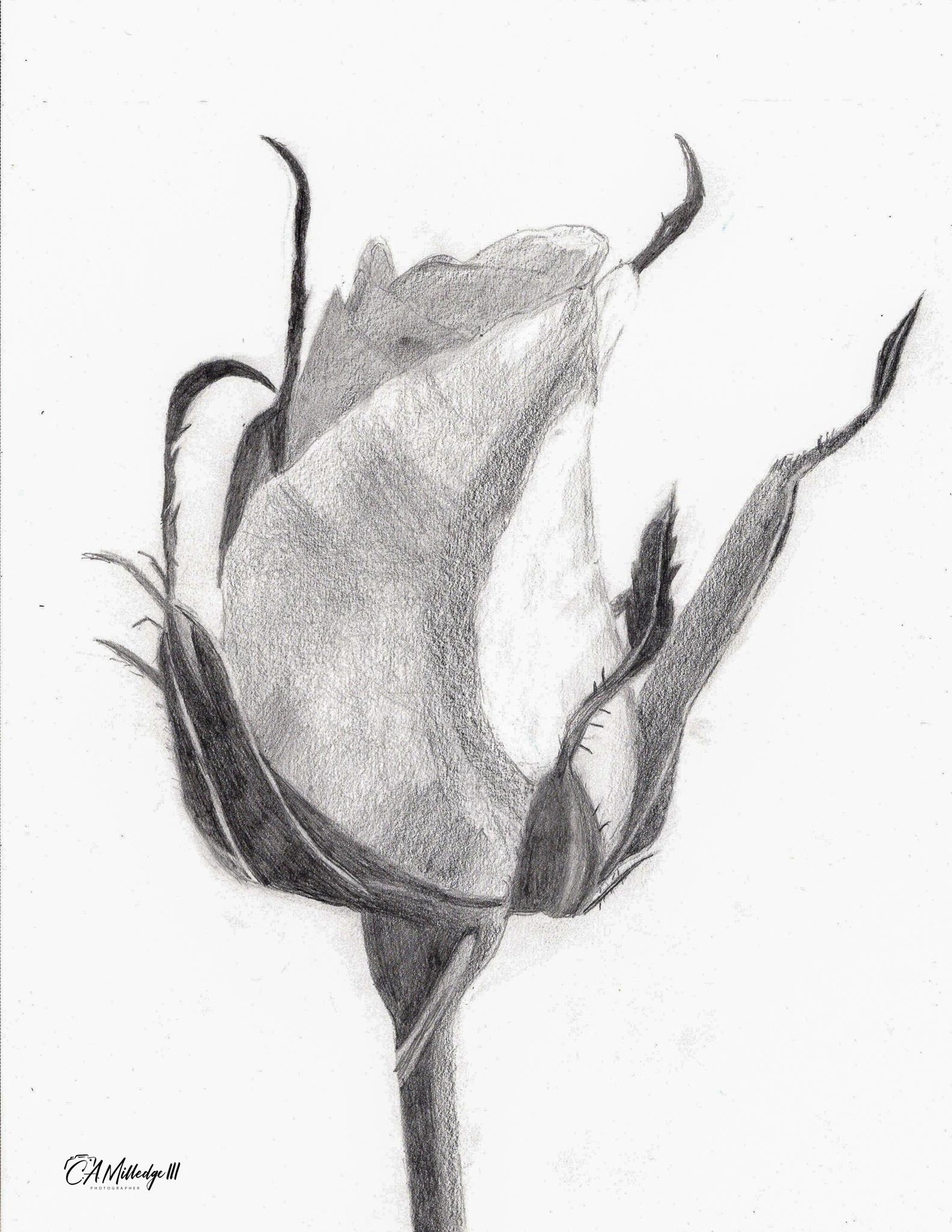 Drawing a Rose Project - image 1 - student project