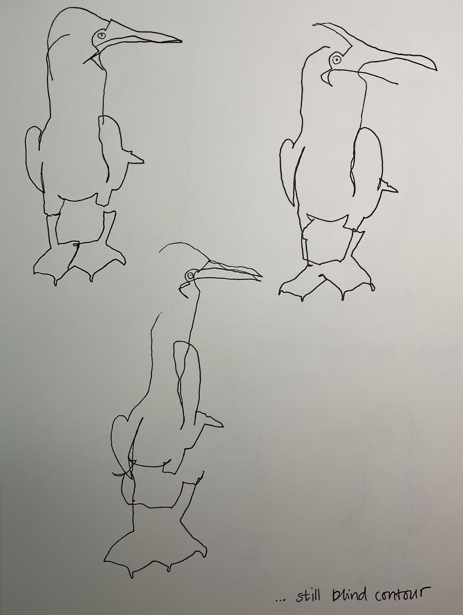 Contour drawing - image 2 - student project