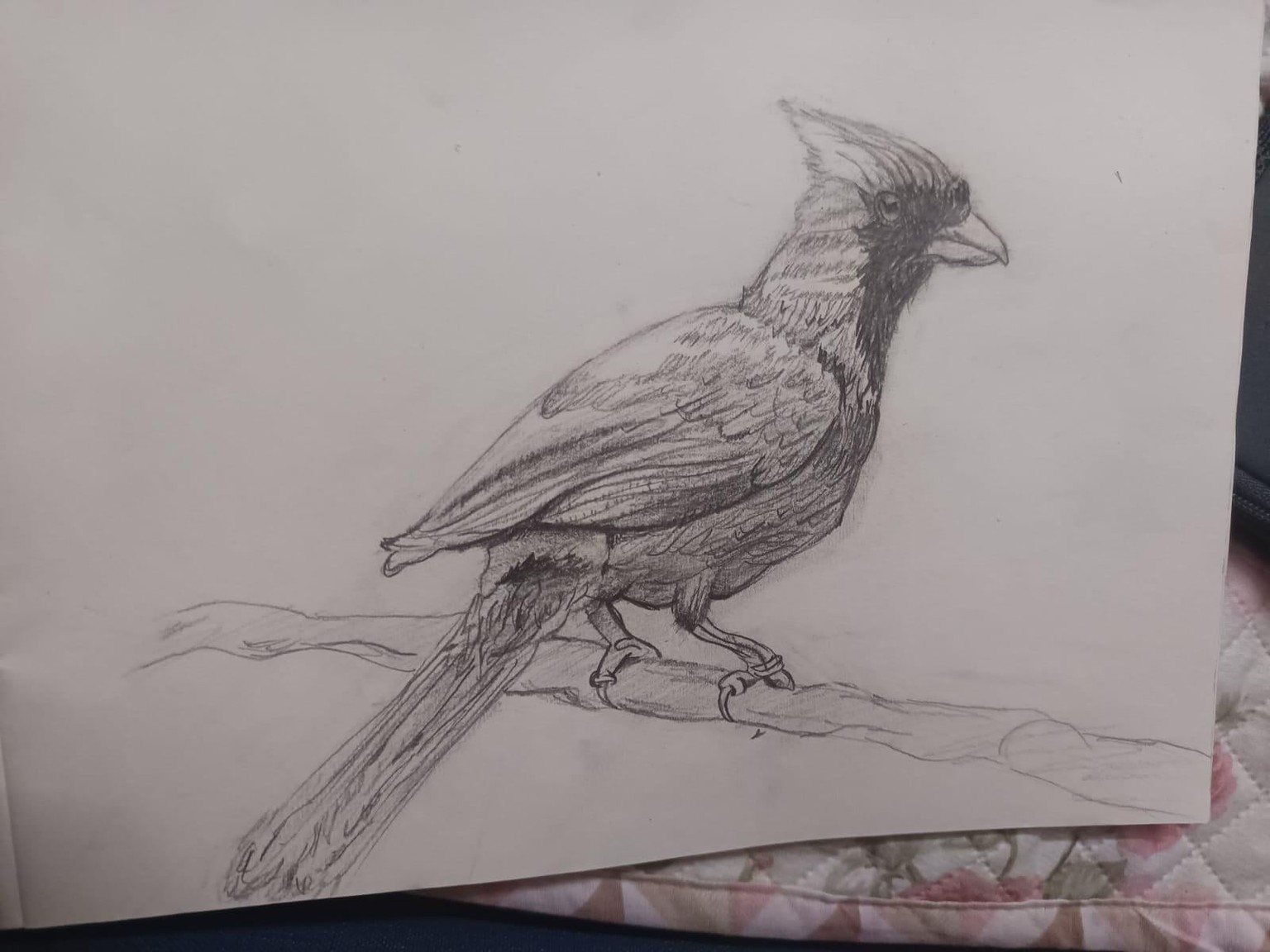 Cardinal - image 1 - student project