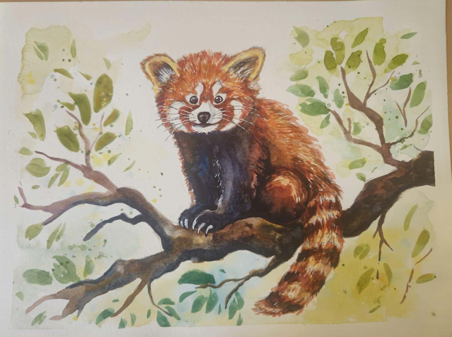 cute red panda - image 1 - student project