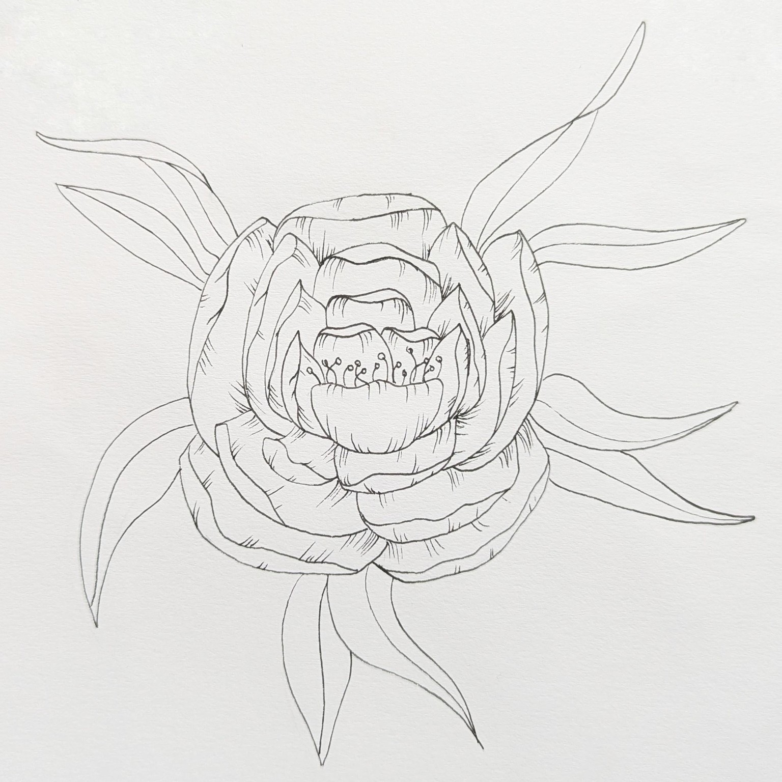 Peony line drawing - image 1 - student project