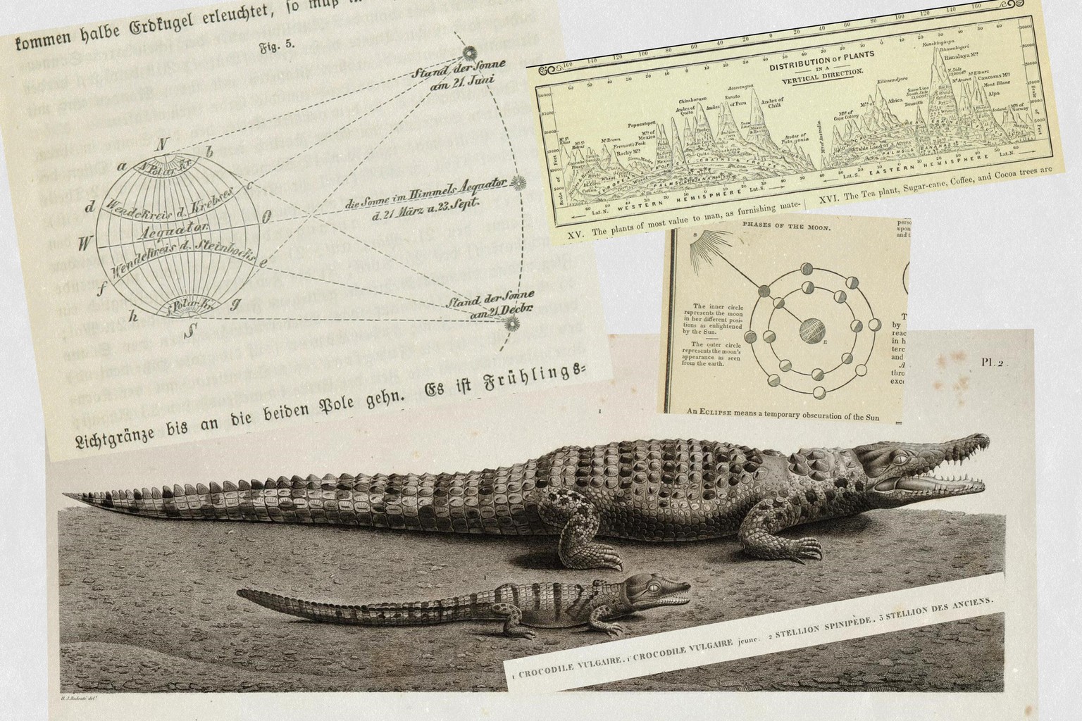 Celestial Crocodile - image 6 - student project