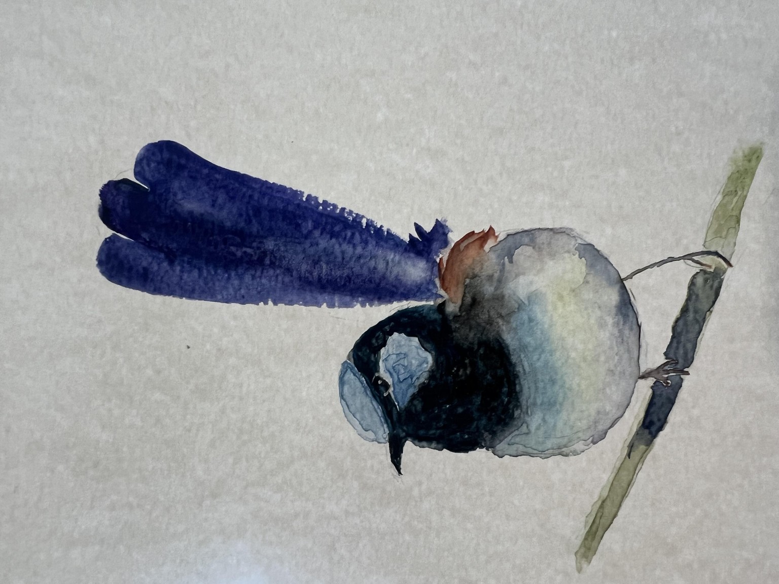 My first male fairy wren - image 1 - student project