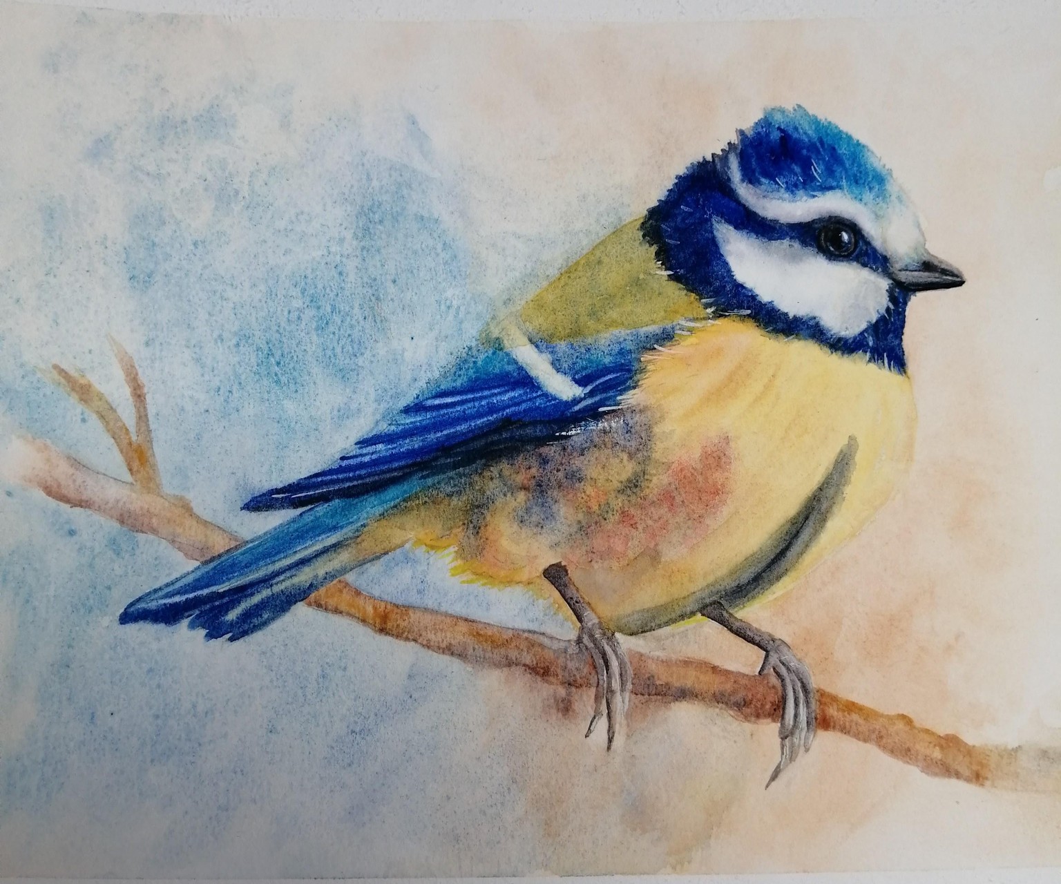 Mésange bleue - image 1 - student project