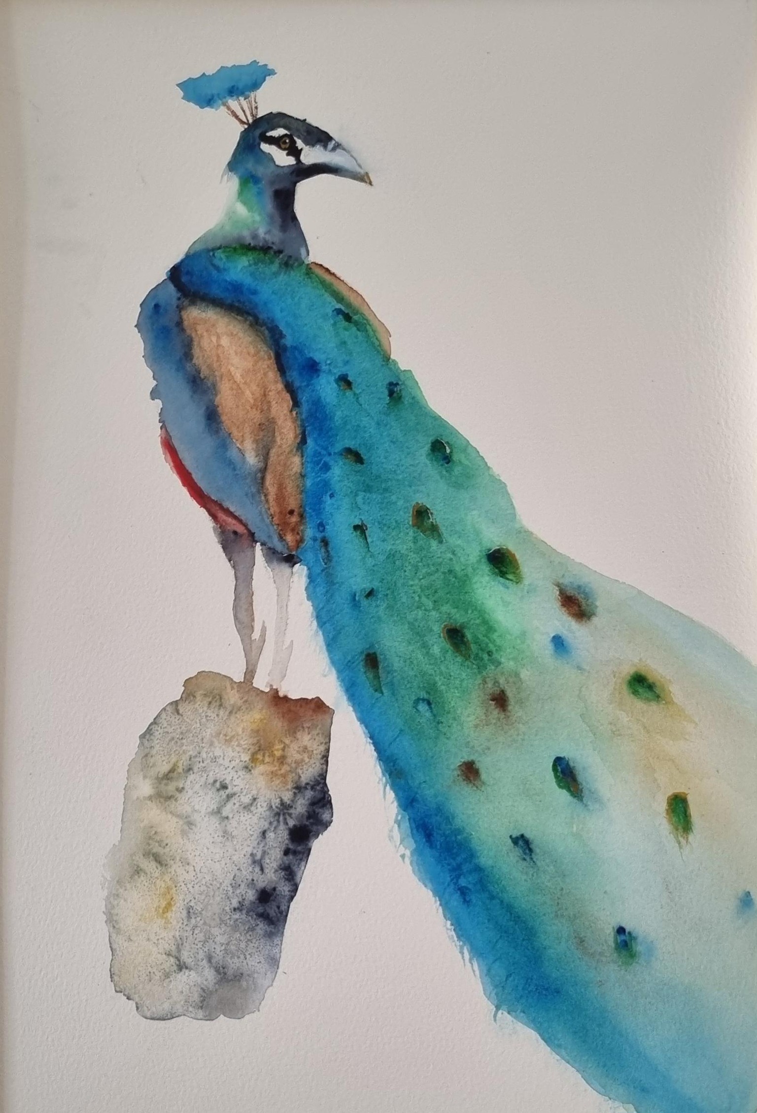 My Peacock - image 1 - student project