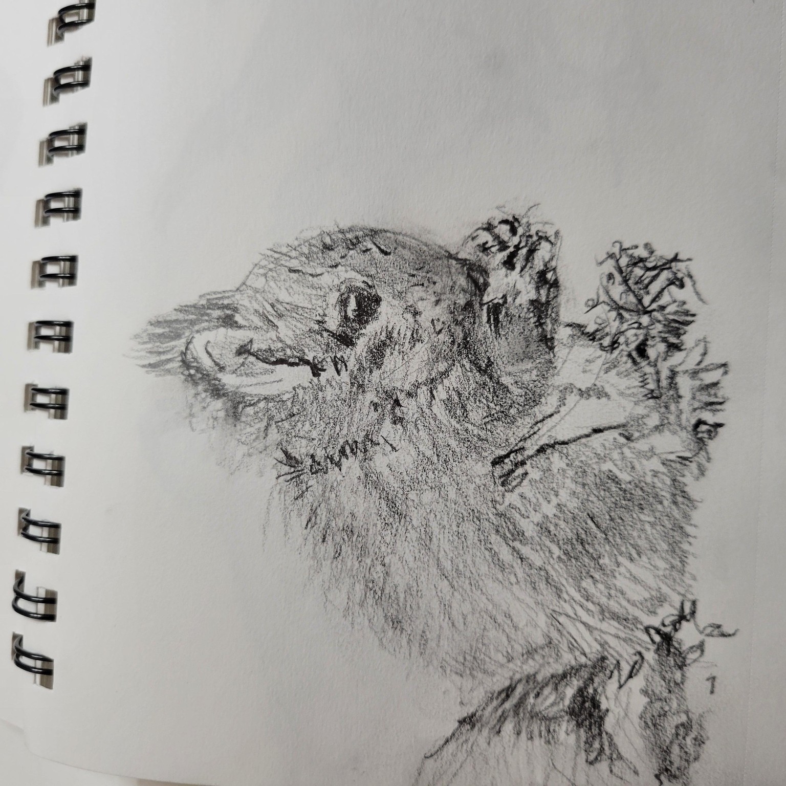 Sketch Jackdaw - image 1 - student project