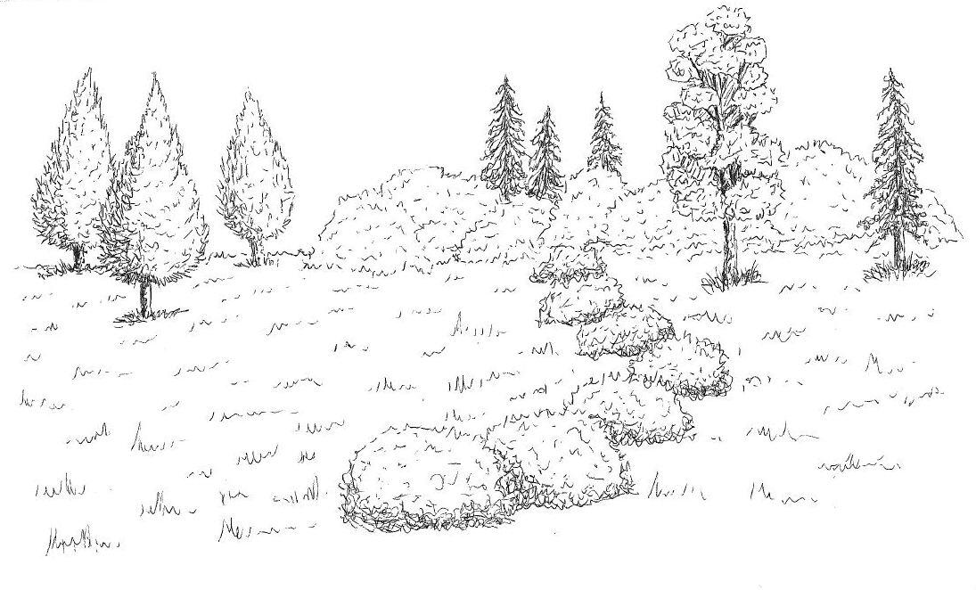 Sketchy Trees with a Ballpoint Pen - image 4 - student project