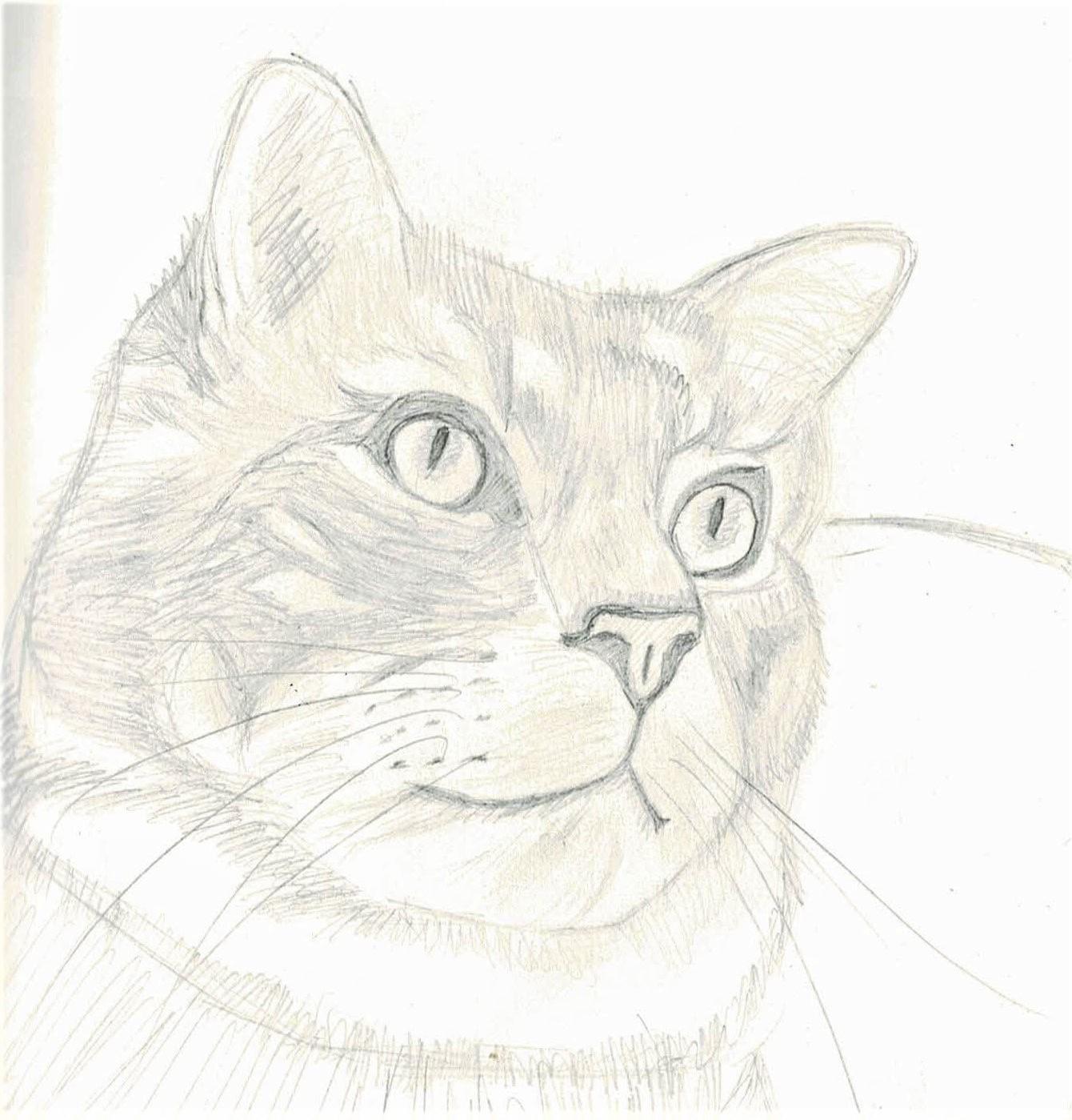 Cat Drawing - image 1 - student project