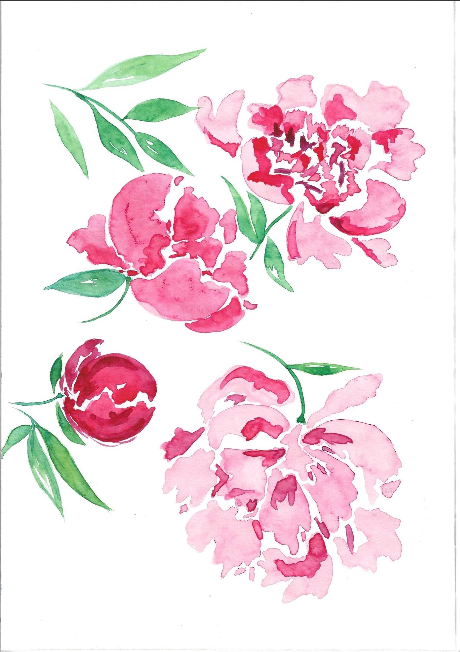 Peonies with Irina - image 1 - student project