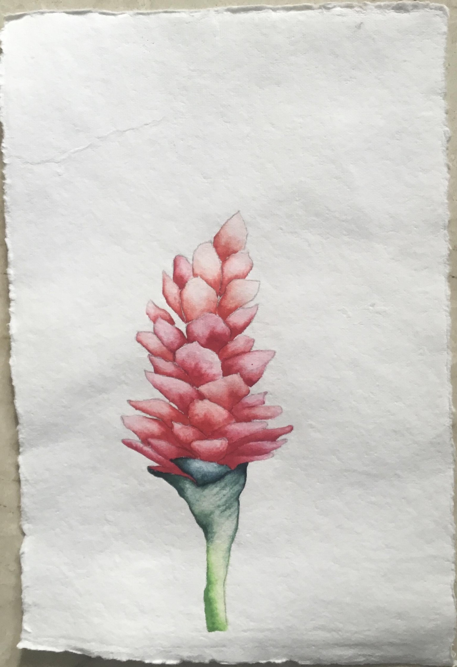 Tropical watercolor - image 2 - student project