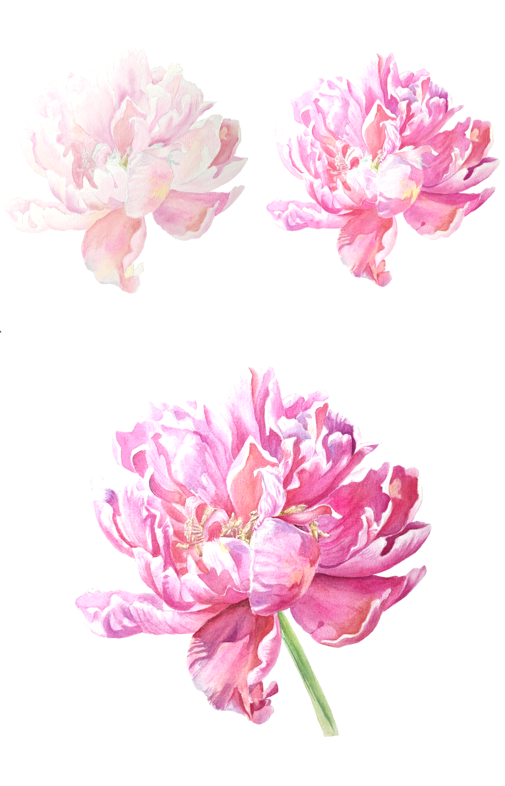 Peony - image 1 - student project