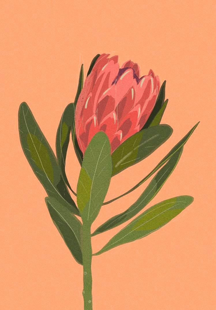 protea - image 1 - student project