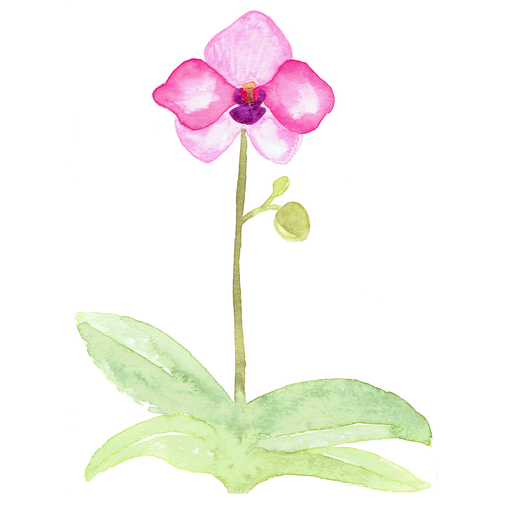 Orchidées - image 2 - student project