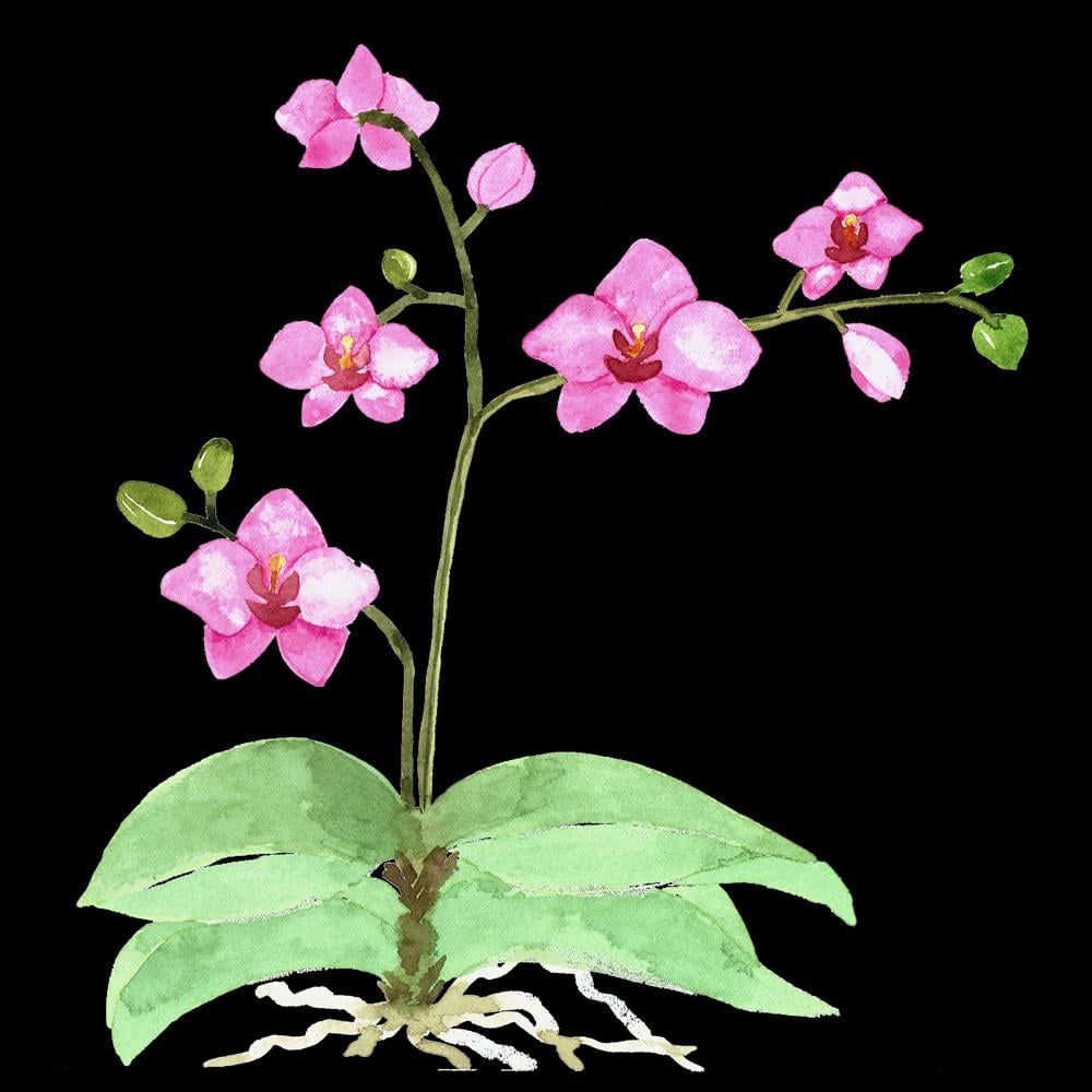 Orchidées - image 1 - student project