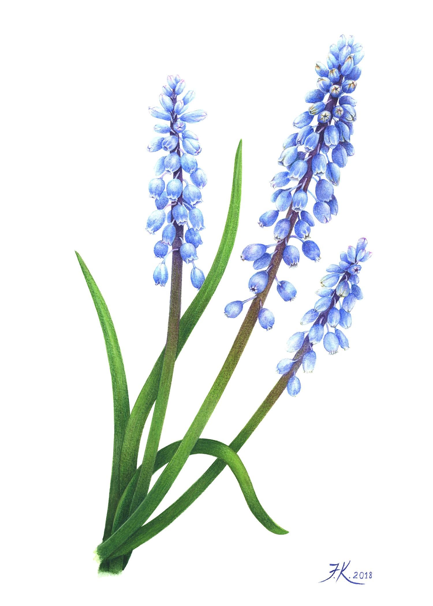 Vintage-Inspired grape-hyacinth - image 4 - student project