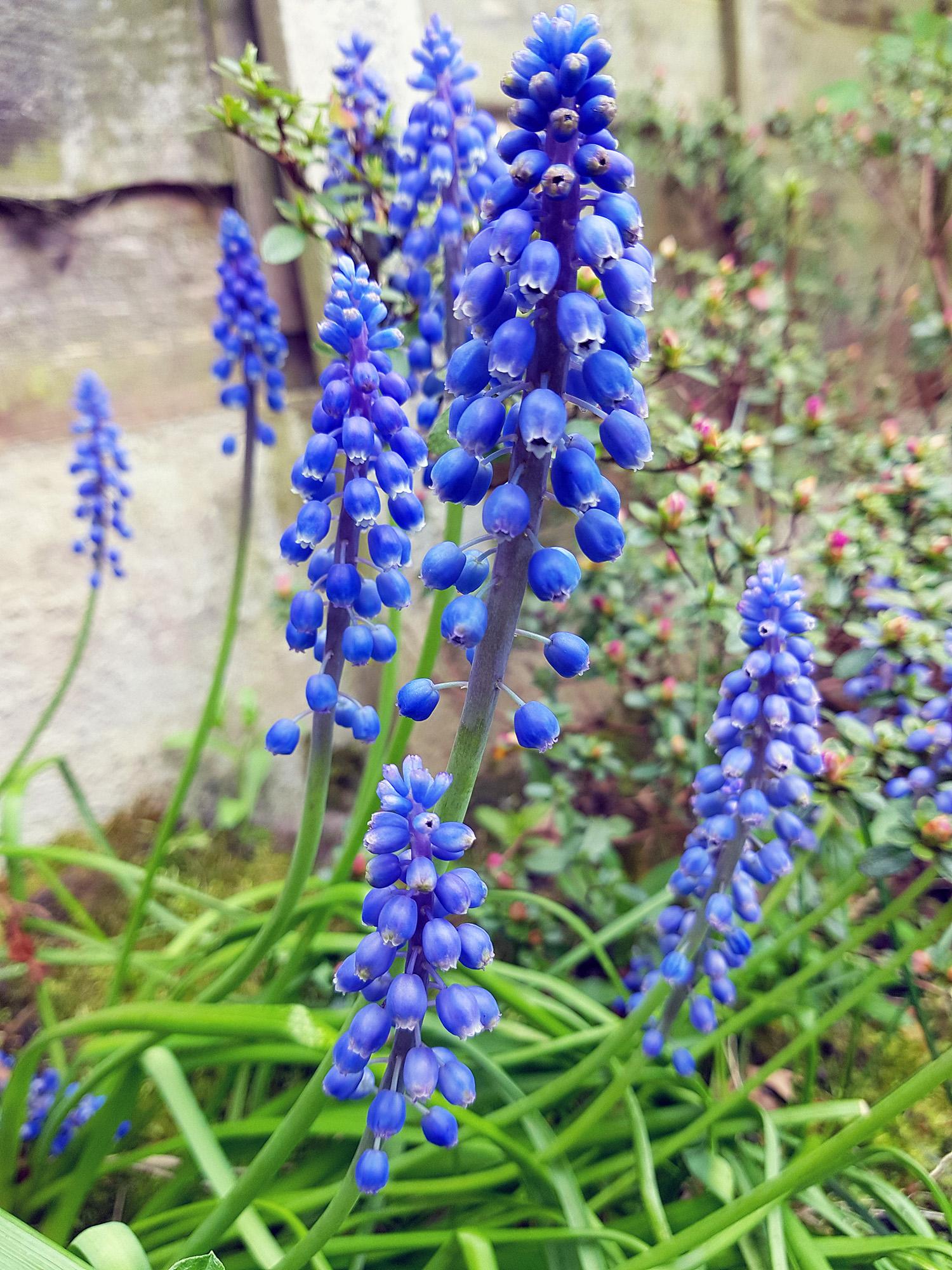 Vintage-Inspired grape-hyacinth - image 1 - student project