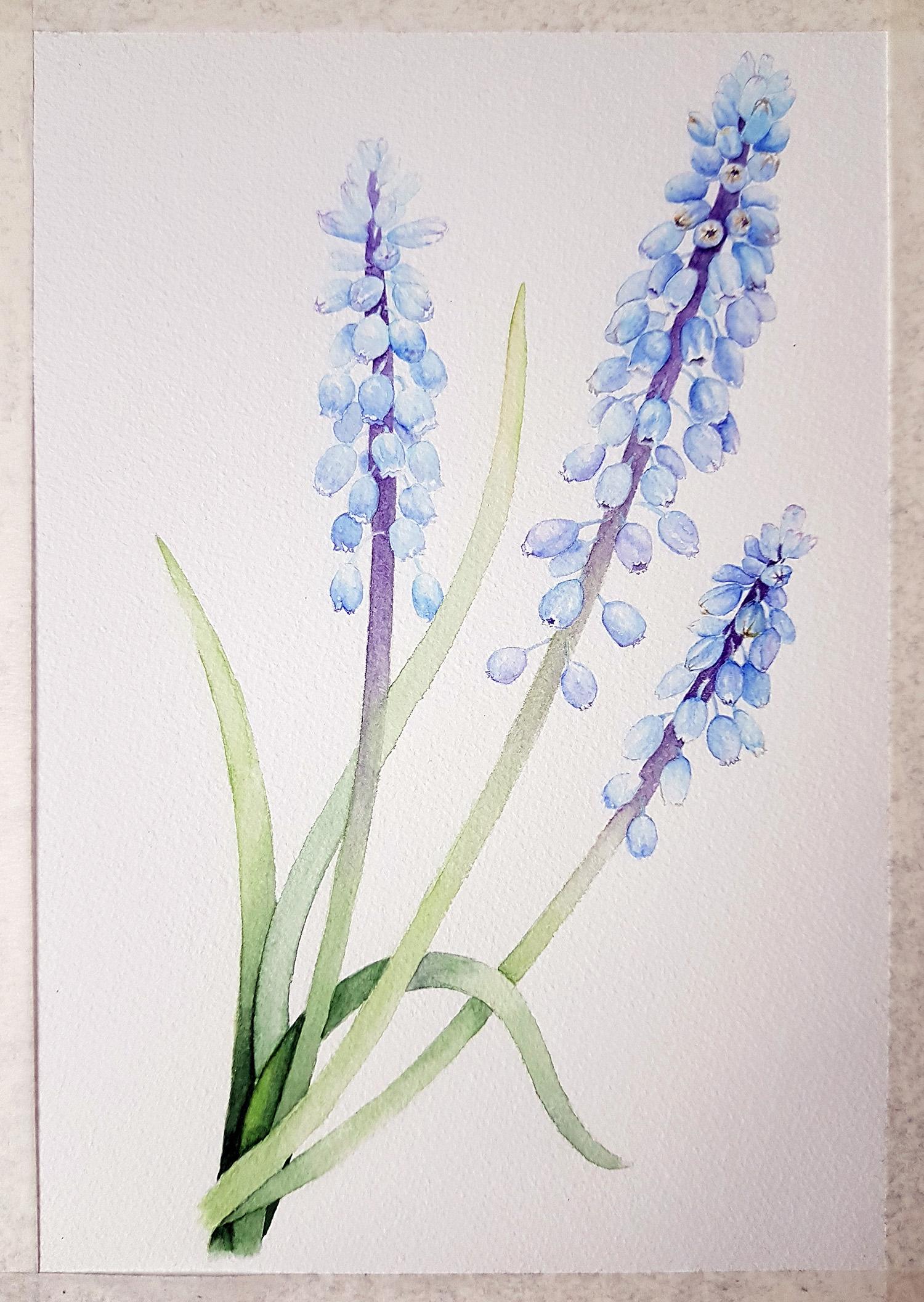 Vintage-Inspired grape-hyacinth - image 3 - student project