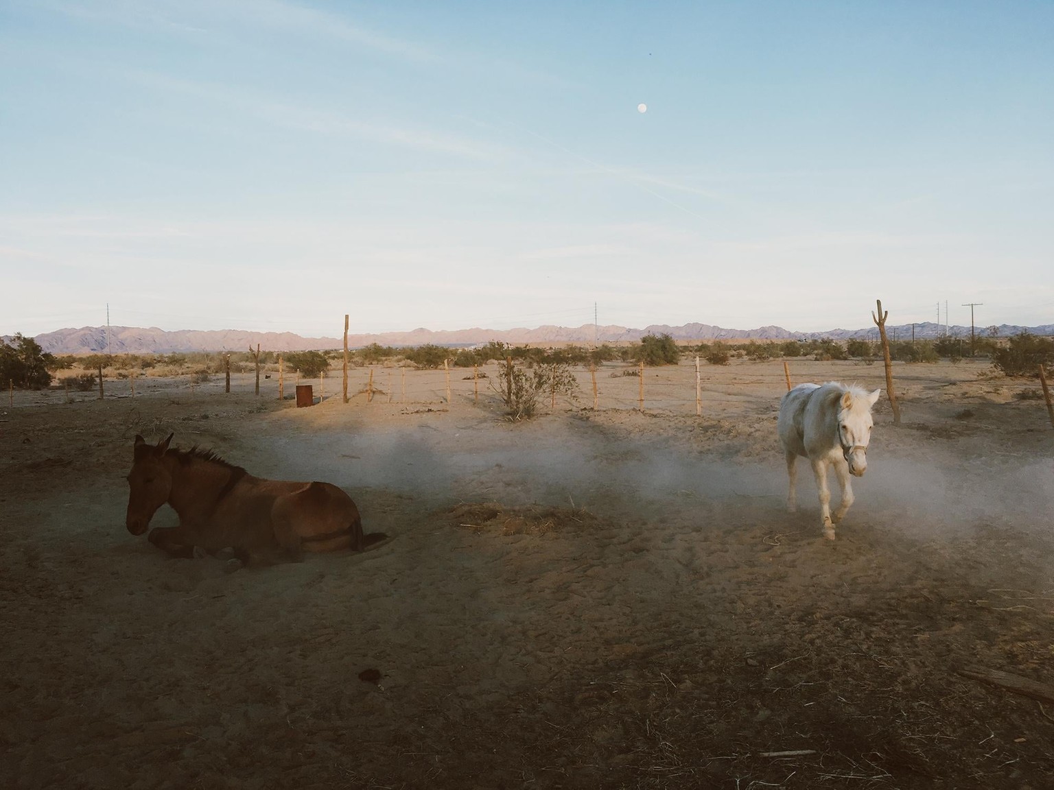 Desert Cowboy Life - image 2 - student project