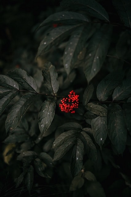 PNW Botanicals - image 1 - student project