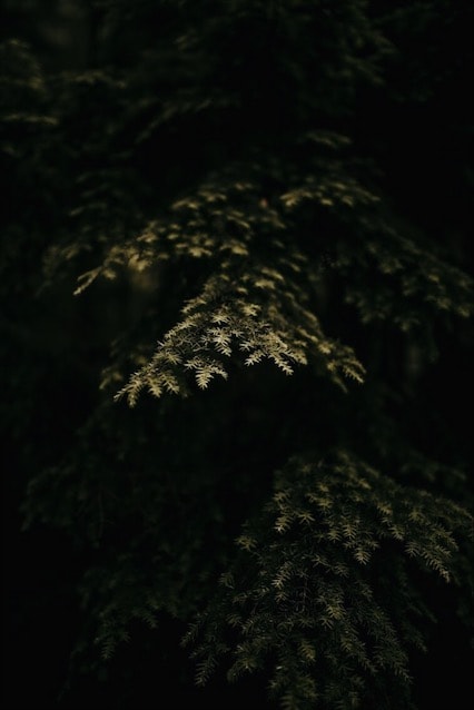 PNW Botanicals - image 5 - student project