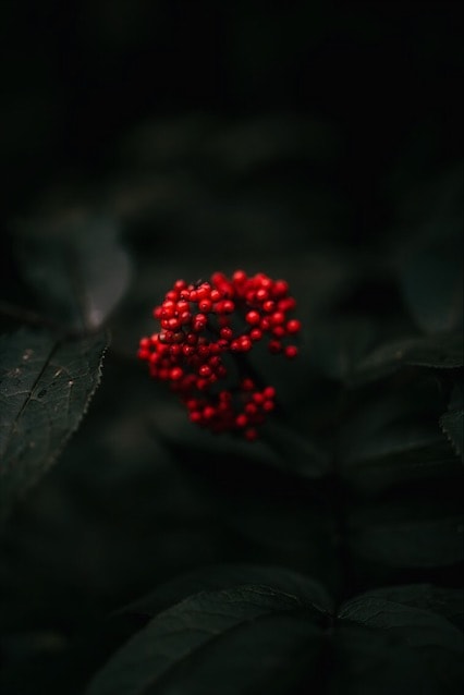 PNW Botanicals - image 3 - student project