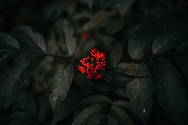 PNW Botanicals - image 2 - student project