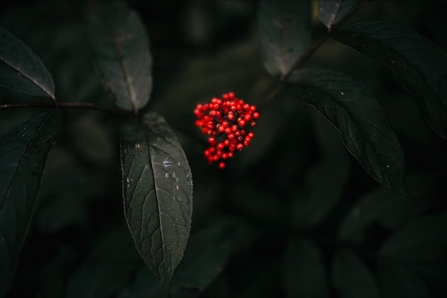 PNW Botanicals - image 4 - student project