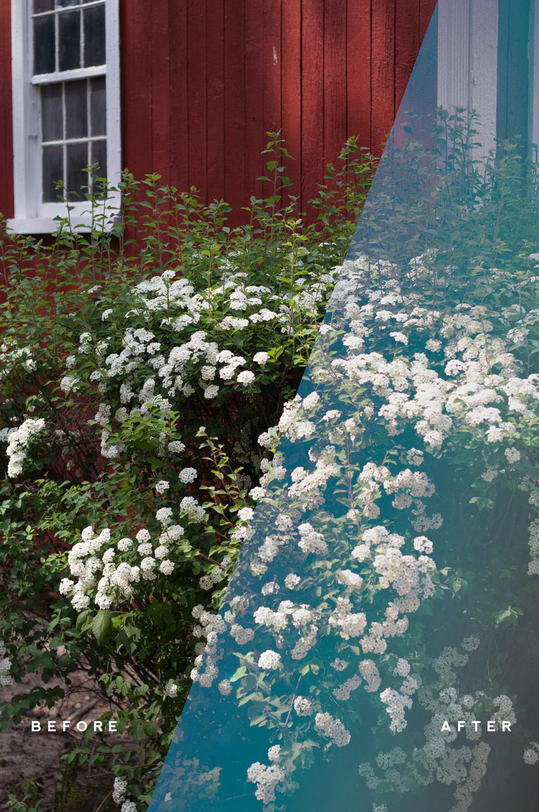 Queen Anne's Lace - image 15 - student project