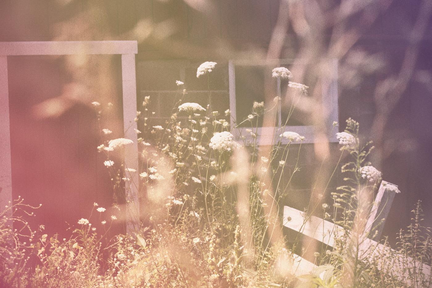 Queen Anne's Lace - image 7 - student project