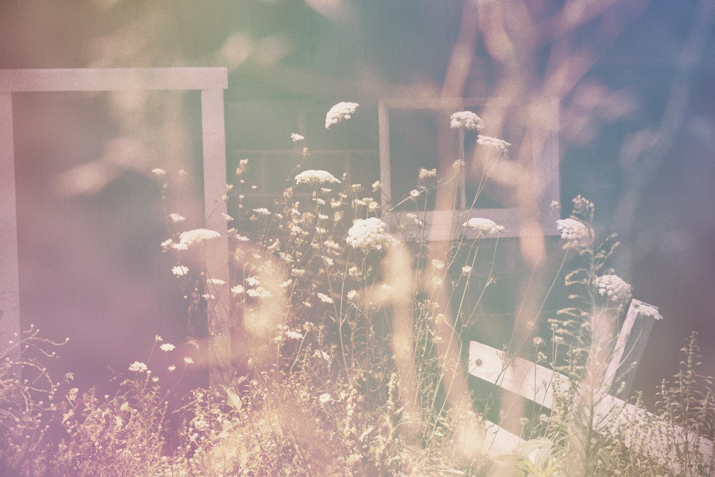 Queen Anne's Lace - image 8 - student project
