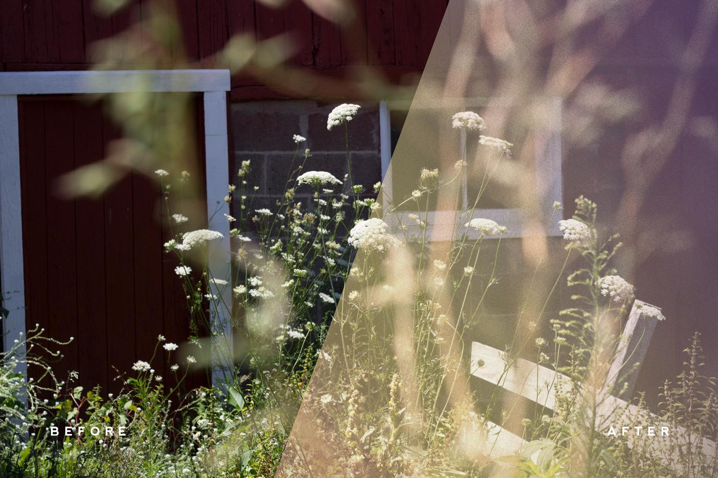 Queen Anne's Lace - image 14 - student project