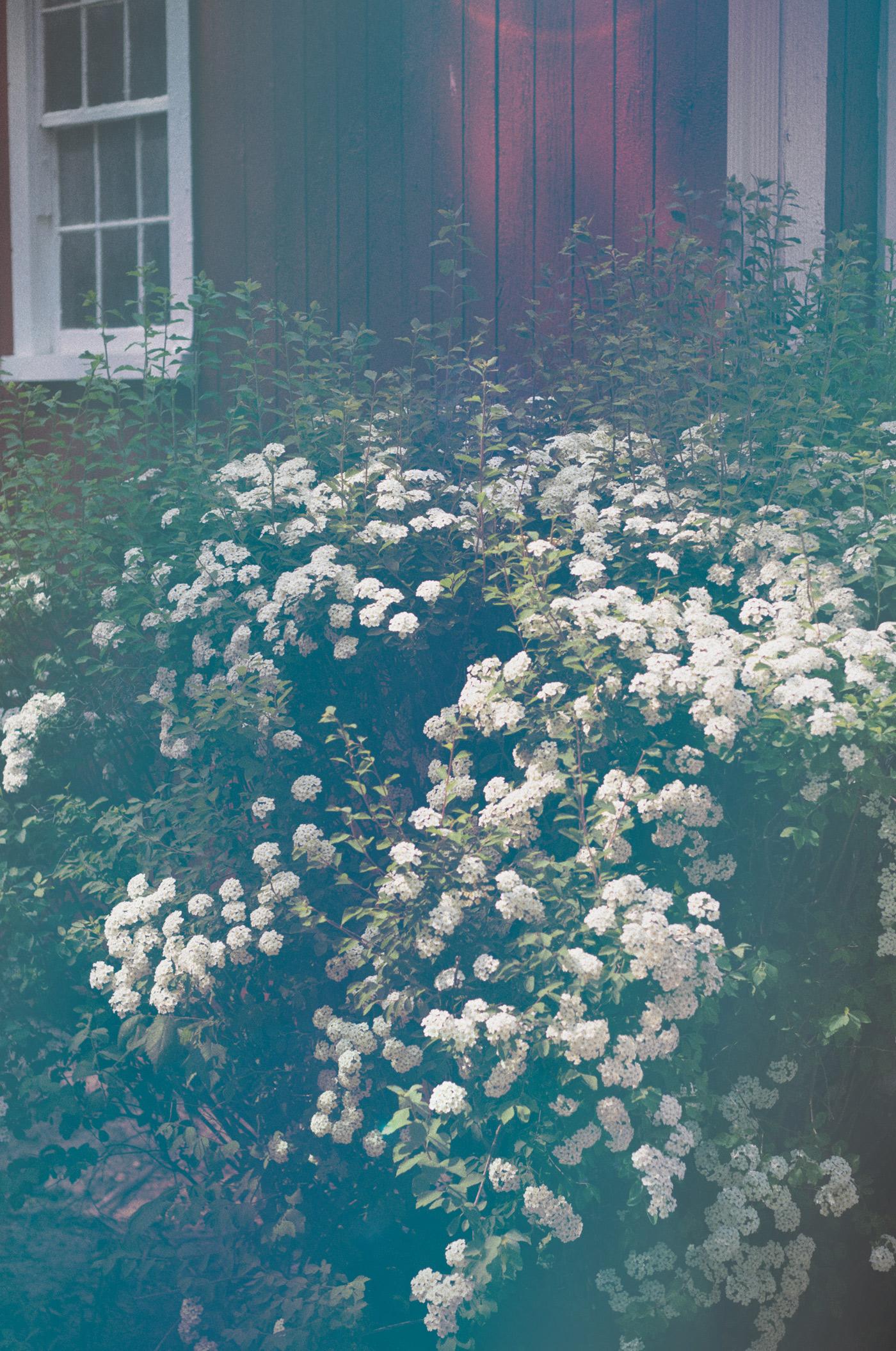 Queen Anne's Lace - image 11 - student project