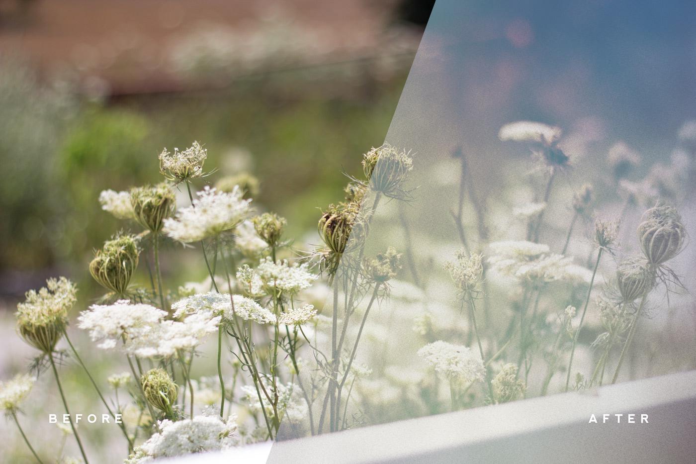 Queen Anne's Lace - image 13 - student project