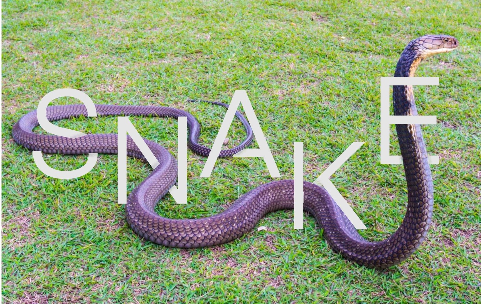 Snake - image 2 - student project