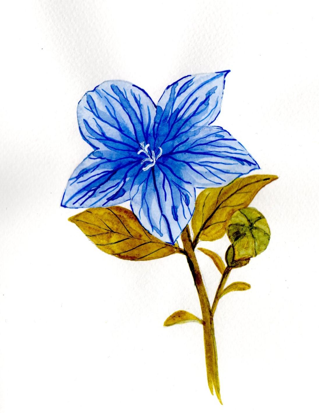 Blumen A-Z - image 20 - student project