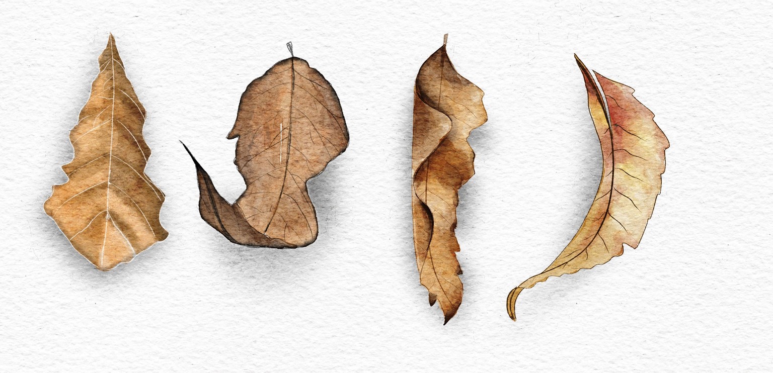 Autumn leaves - image 1 - student project