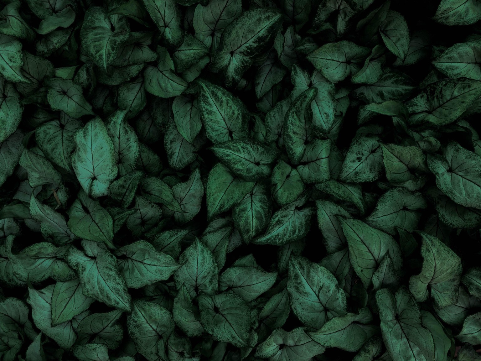 The Botany Journal - image 1 - student project