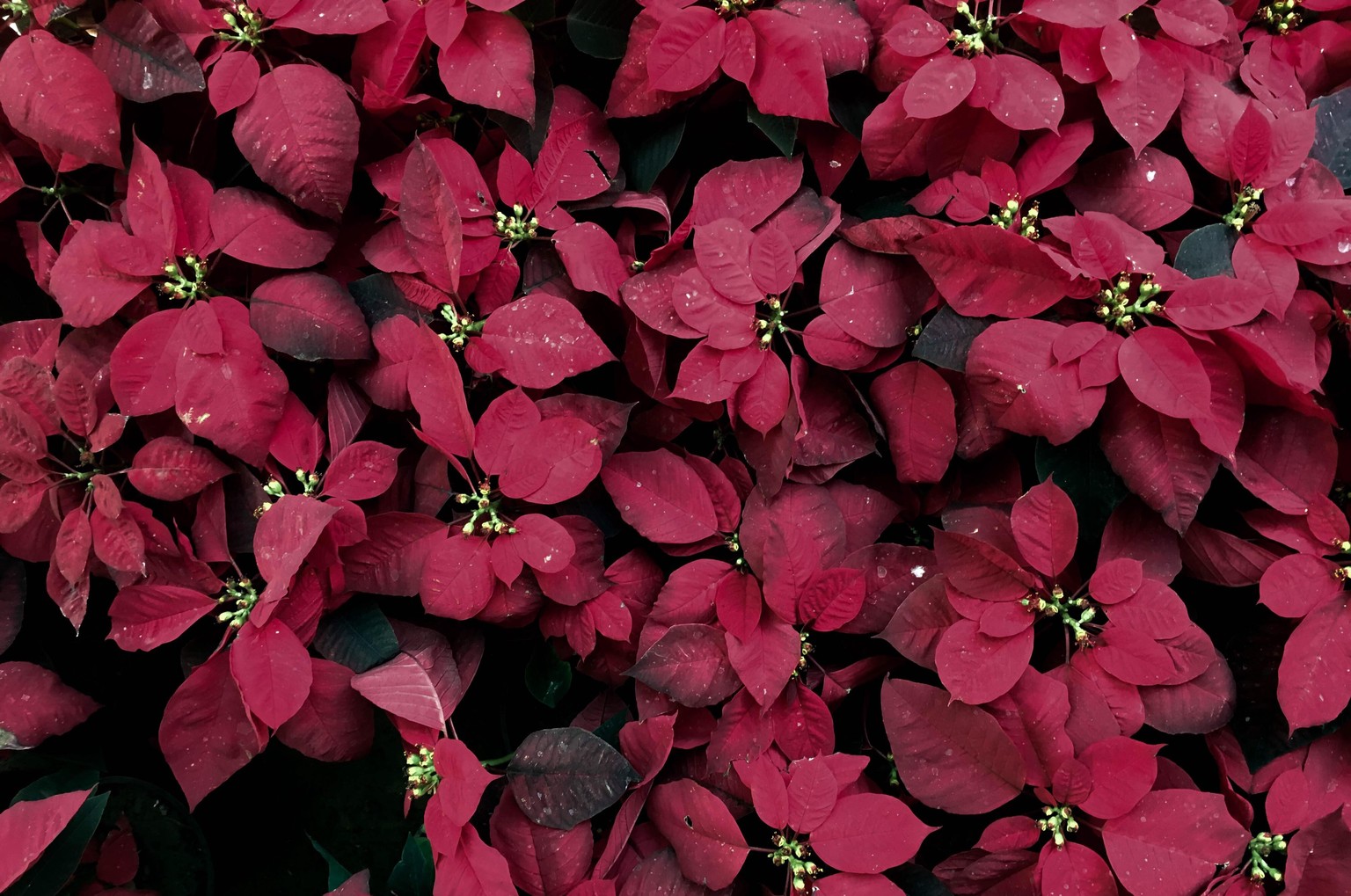 The Botany Journal - image 2 - student project