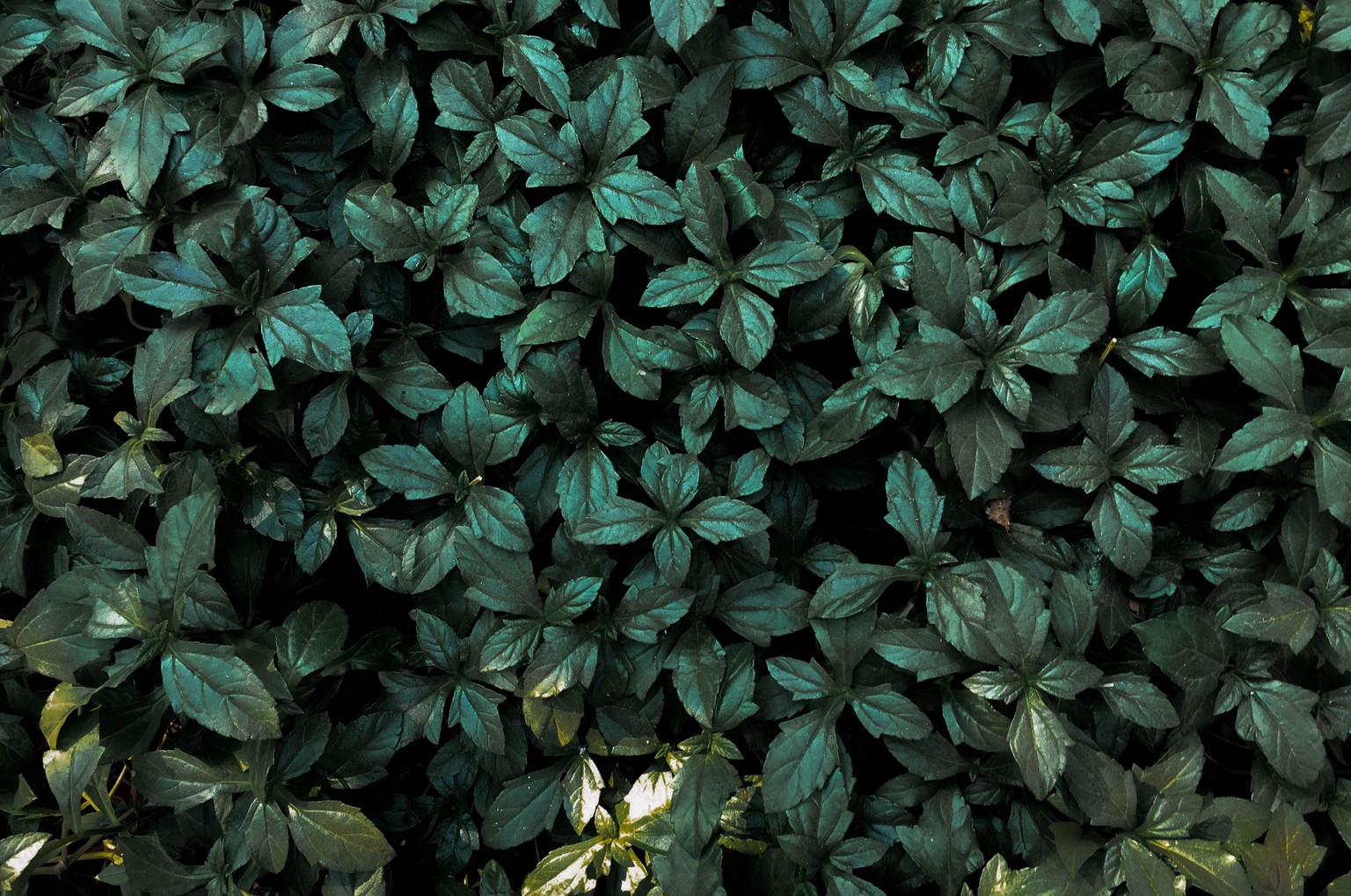 The Botany Journal - image 3 - student project