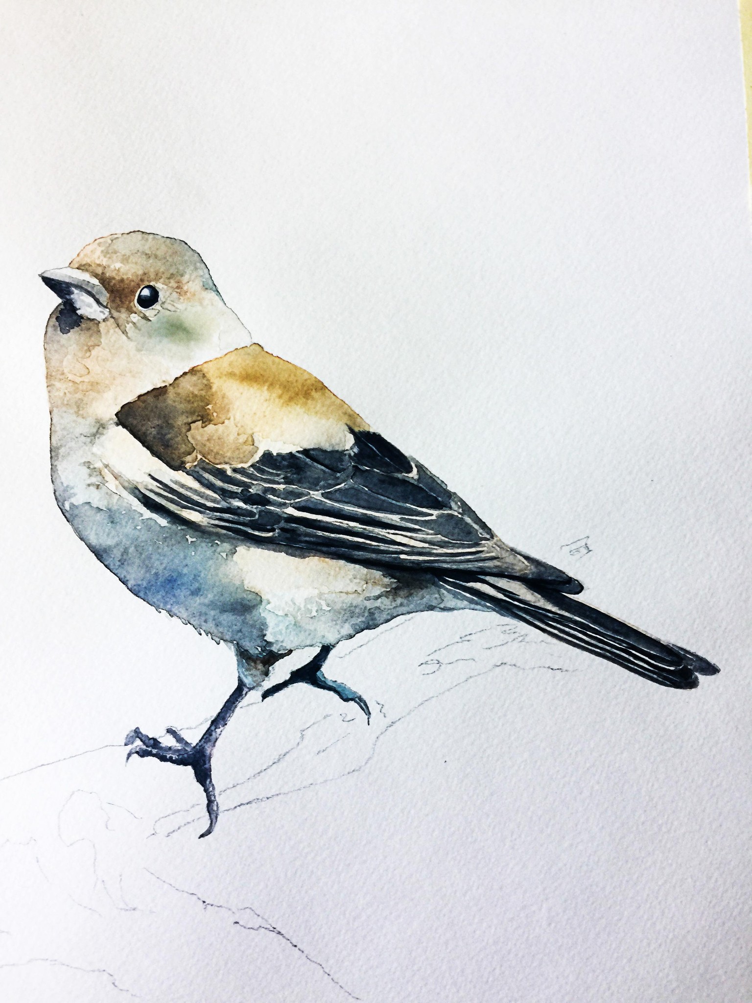 Chaffinch /Aquarelle 05.05.2017 - image 4 - student project