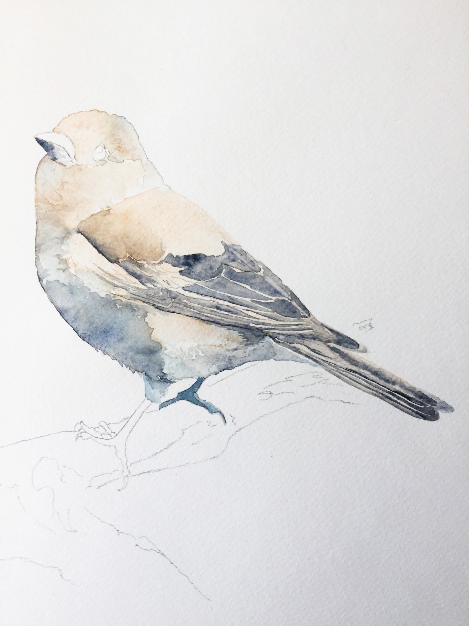 Chaffinch /Aquarelle 05.05.2017 - image 3 - student project