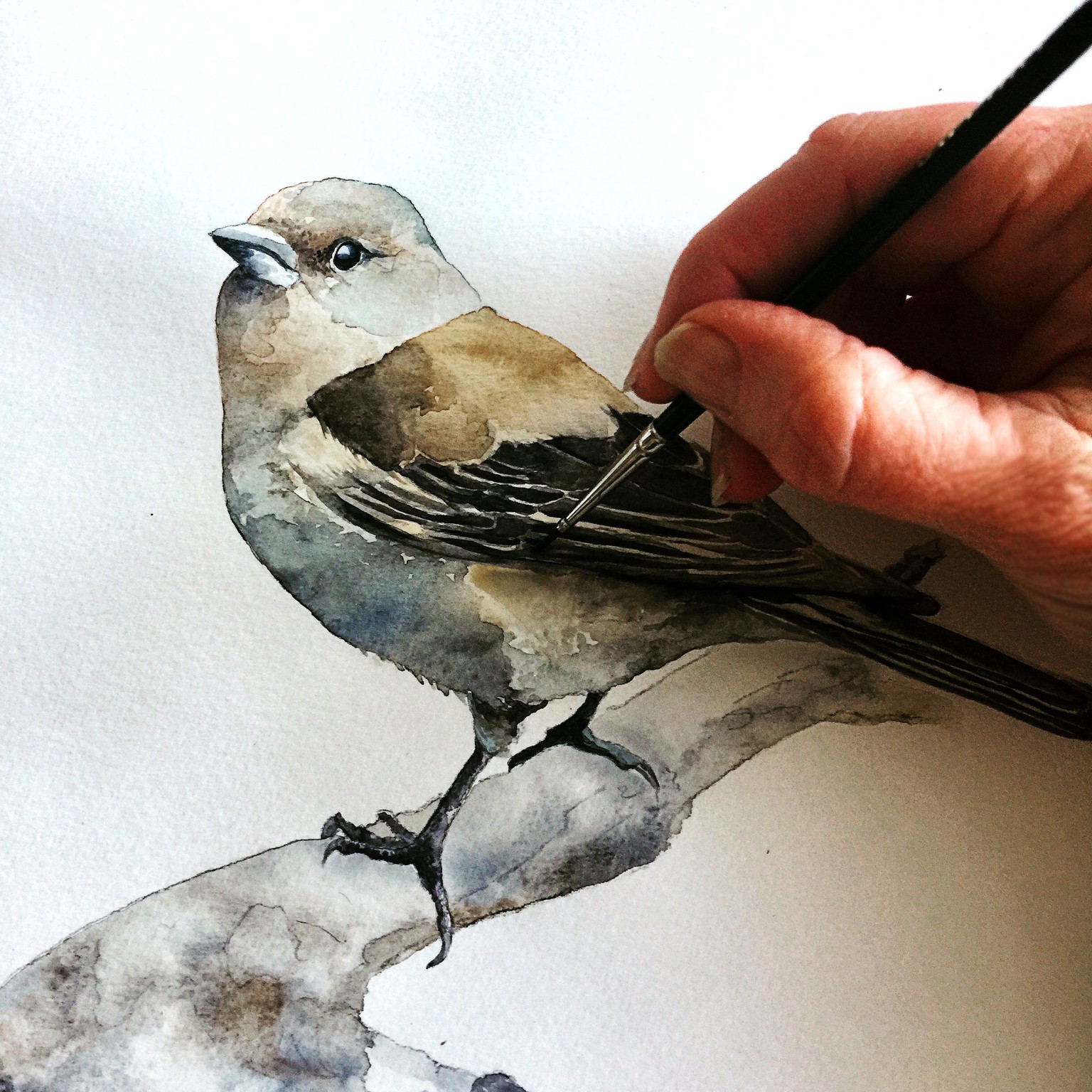 Chaffinch /Aquarelle 05.05.2017 - image 5 - student project
