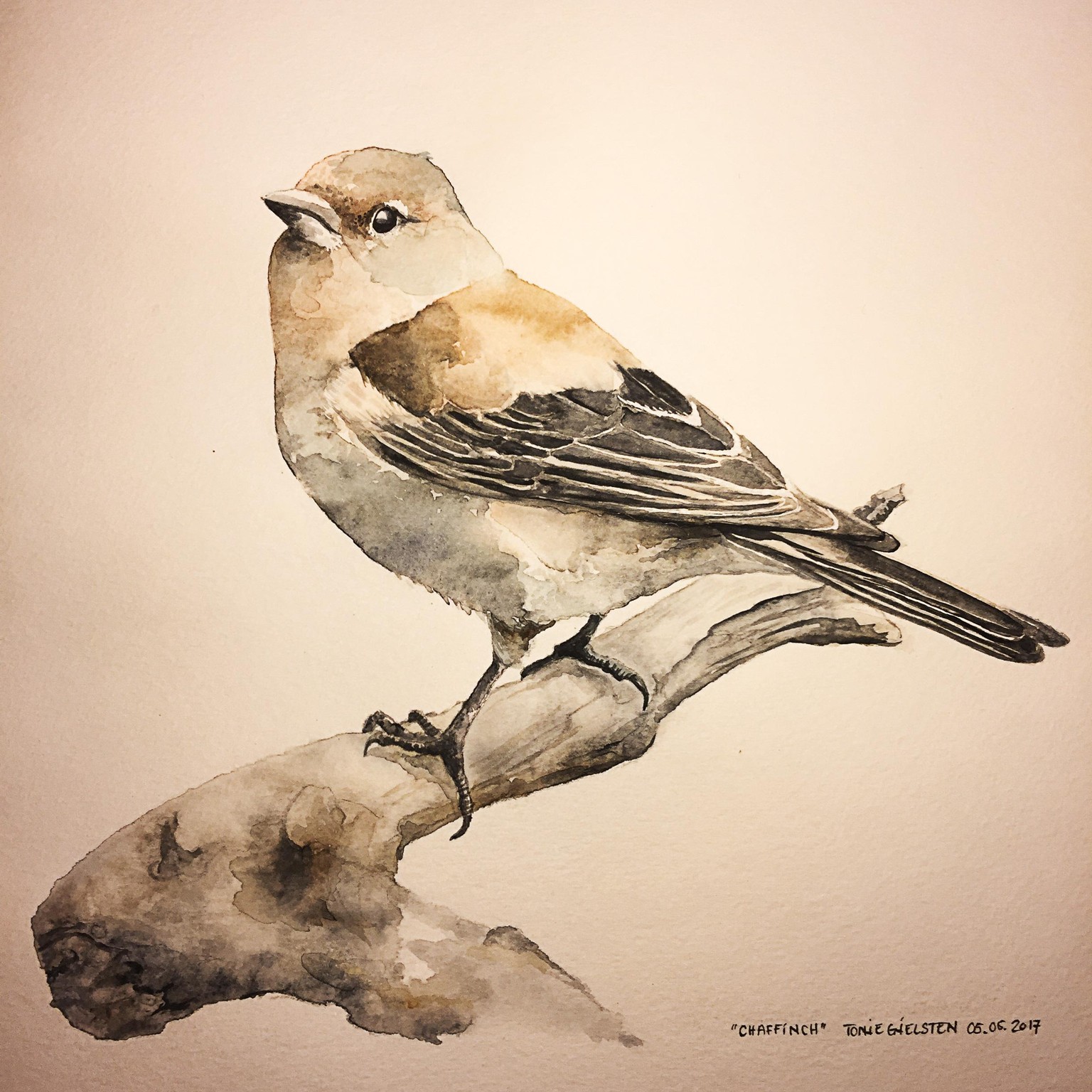 Chaffinch /Aquarelle 05.05.2017 - image 1 - student project