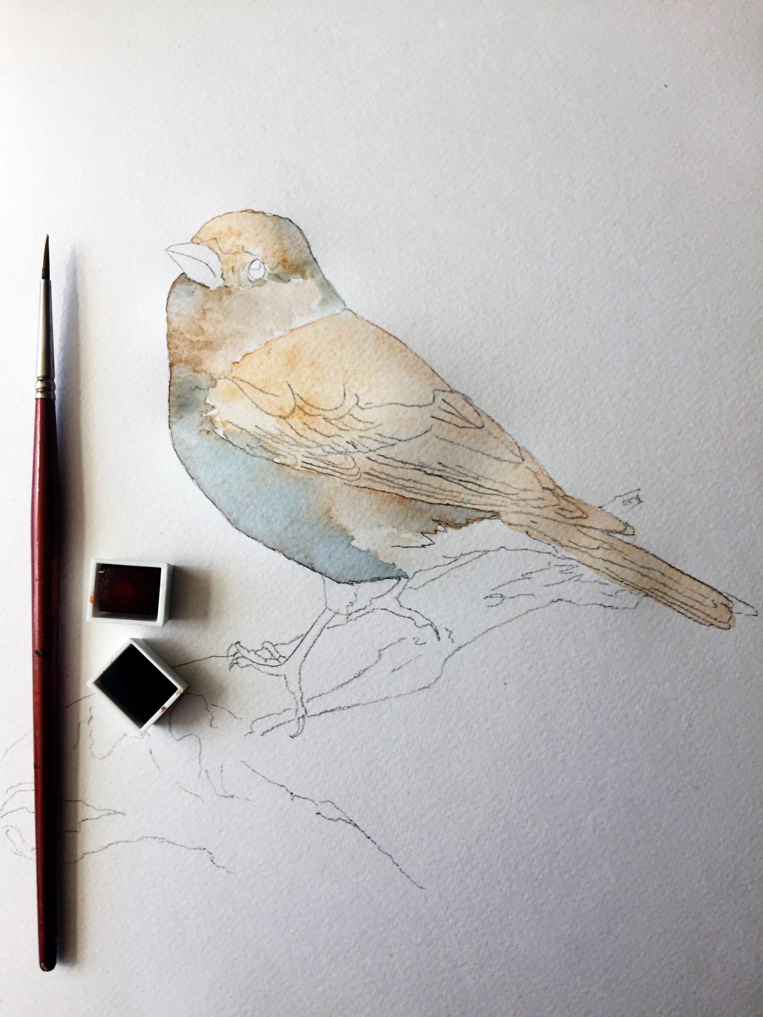 Chaffinch /Aquarelle 05.05.2017 - image 2 - student project