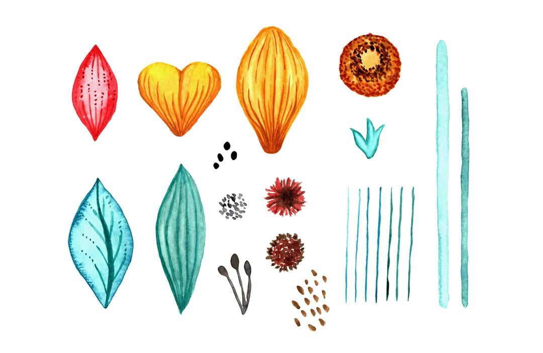 Watercolour to Digital Botanicals - image 2 - student project