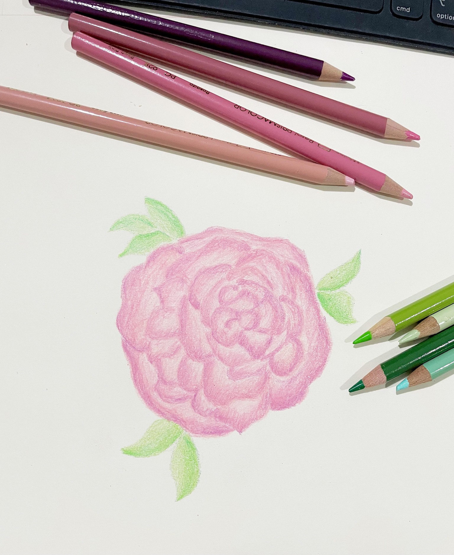 Coloured pencil rose - image 1 - student project