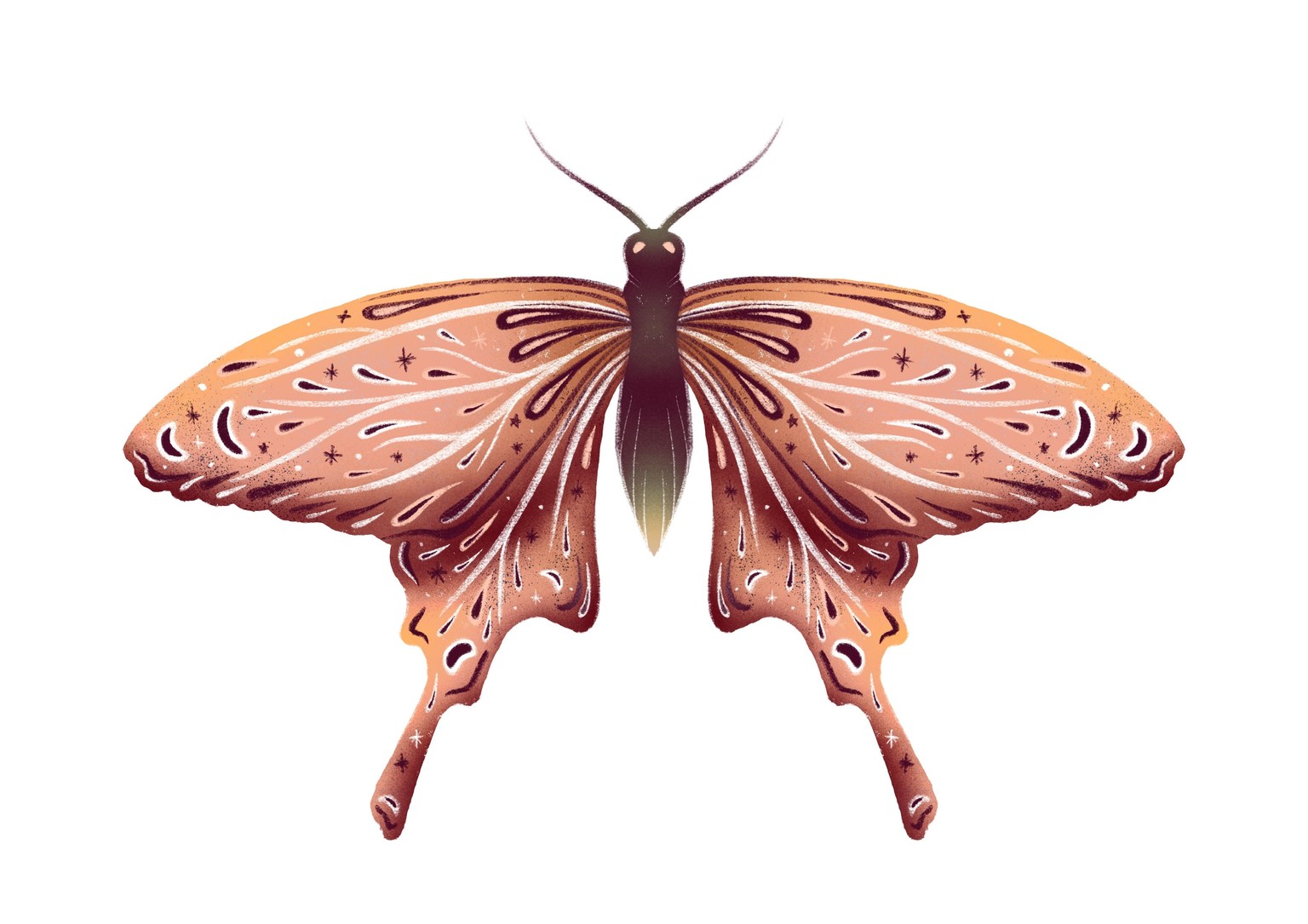 Butterfly Collection - image 1 - student project