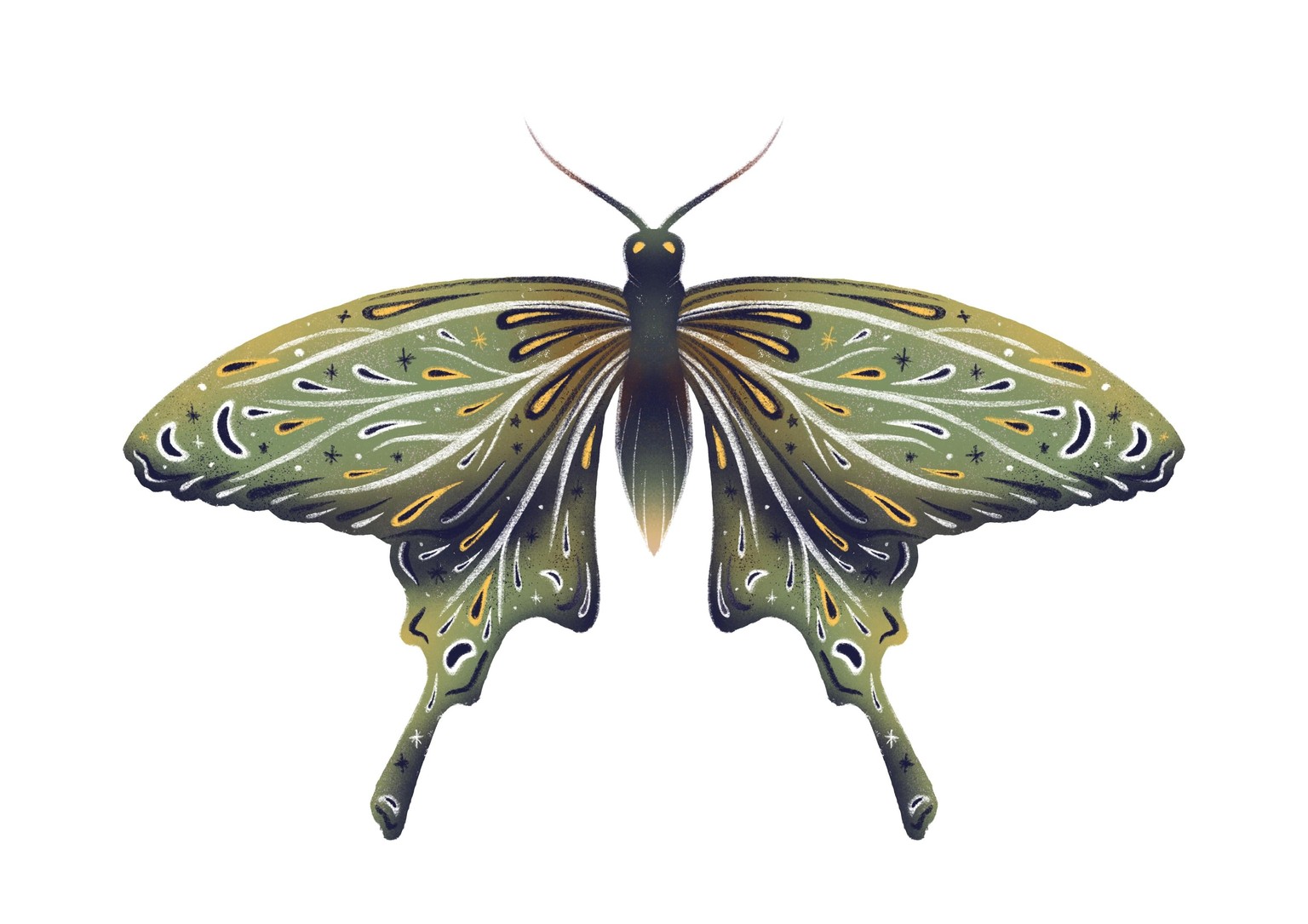 Butterfly Collection - image 2 - student project