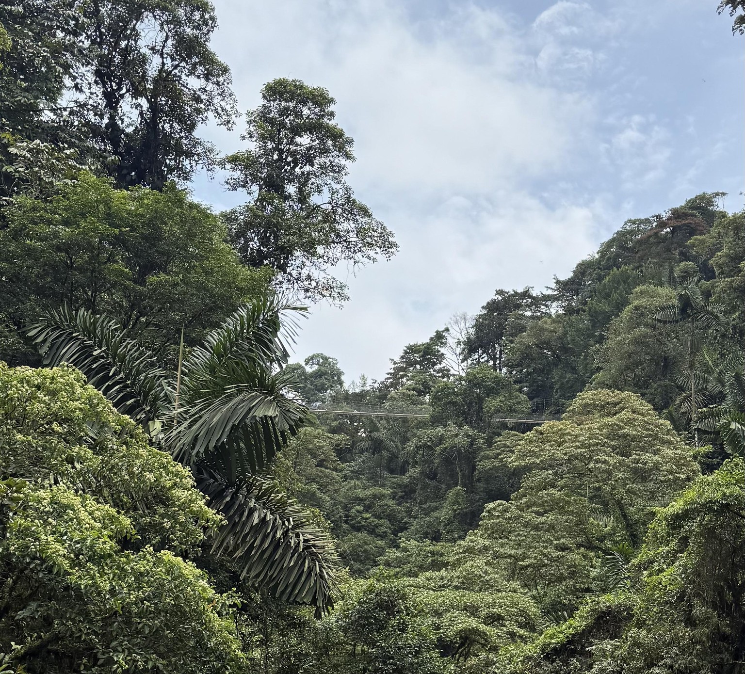 Simplified Mistico hanging bridges - image 1 - student project