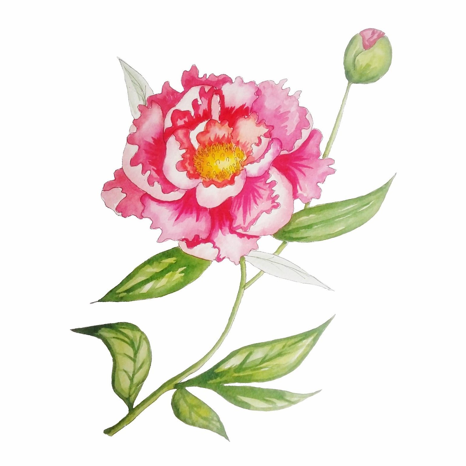 Peony with Irina Trzaskos  - image 1 - student project